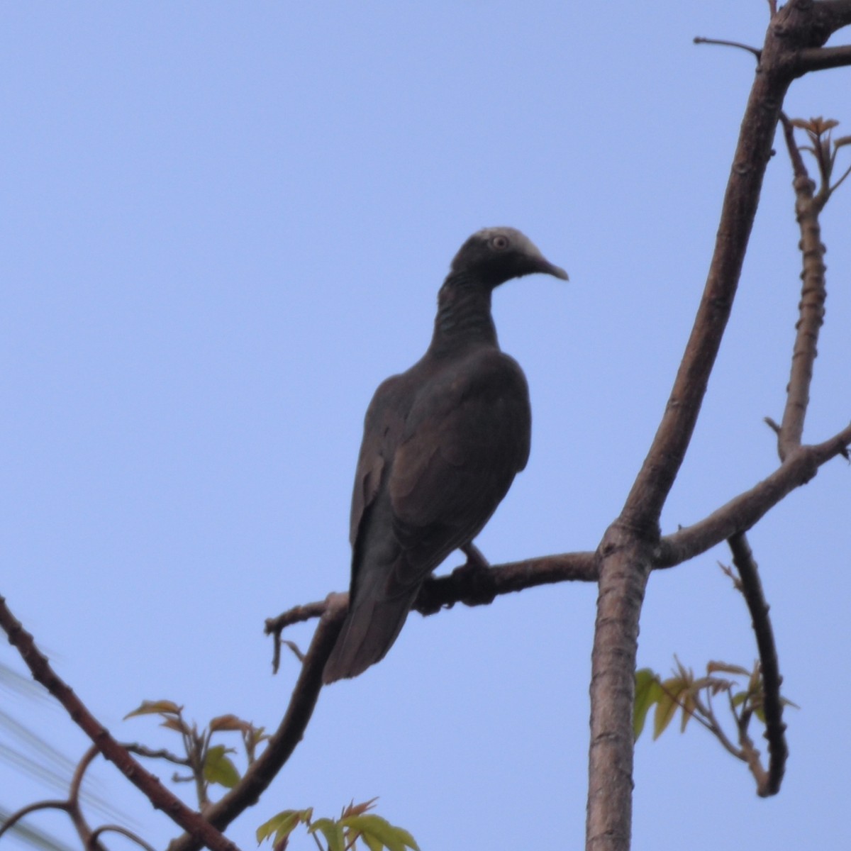 White-crowned Pigeon - ML440655731