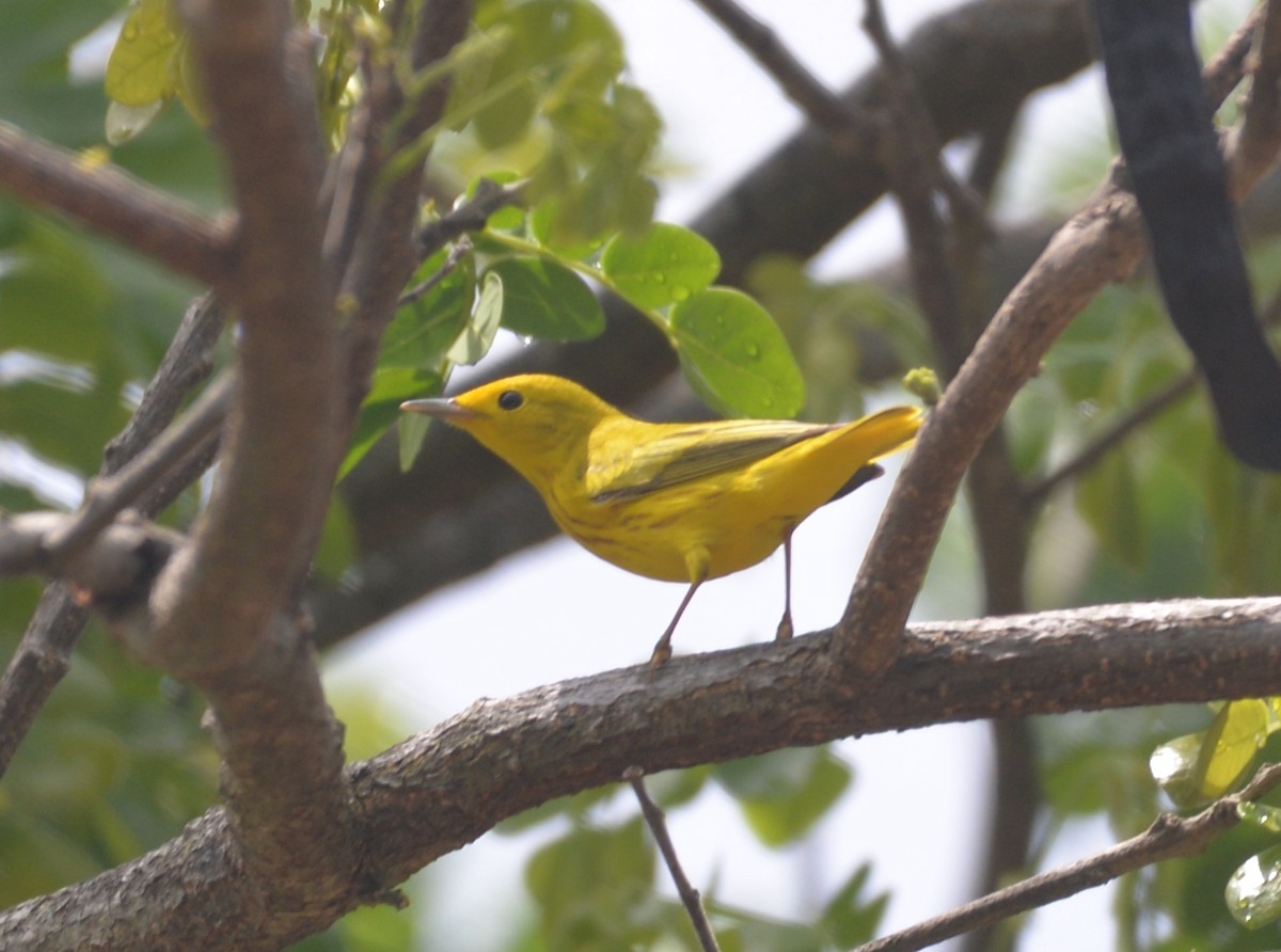 Yellow Warbler (Golden) - Dave Wilson