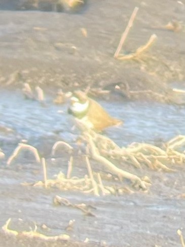 Semipalmated Plover - ML440668371