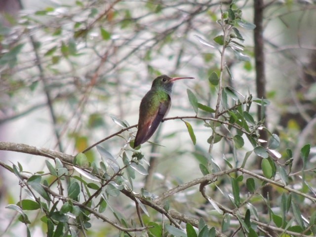 Buff-bellied Hummingbird - ML44067541
