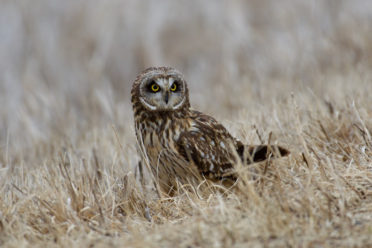 Short-eared Owl - ML440676681