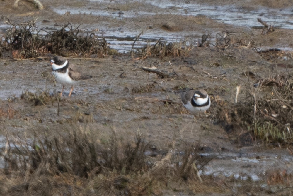 Semipalmated Plover - ML440676831