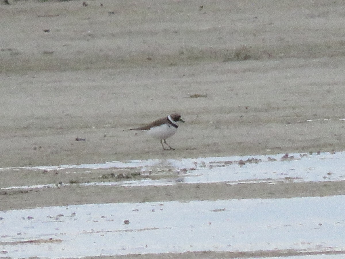 Semipalmated Plover - ML440678911