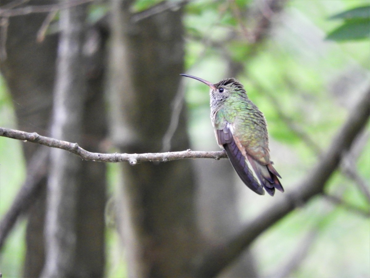 Buff-bellied Hummingbird - ML440688801