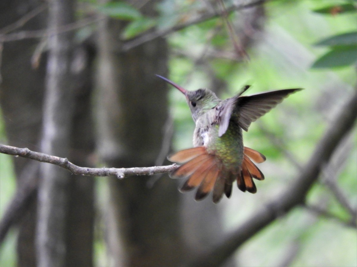 Buff-bellied Hummingbird - ML440688831