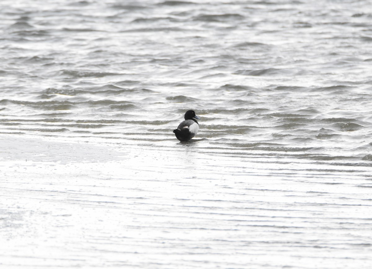 Greater Scaup - ML440690921
