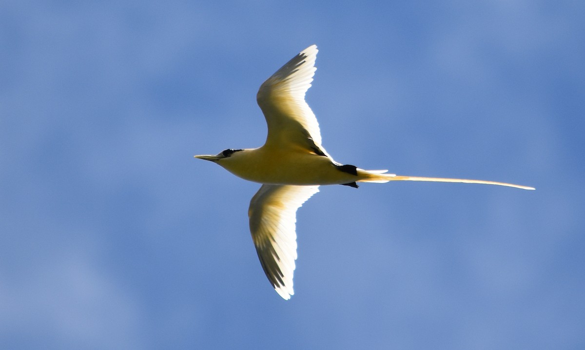 White-tailed Tropicbird (Golden) - Bill Bacon