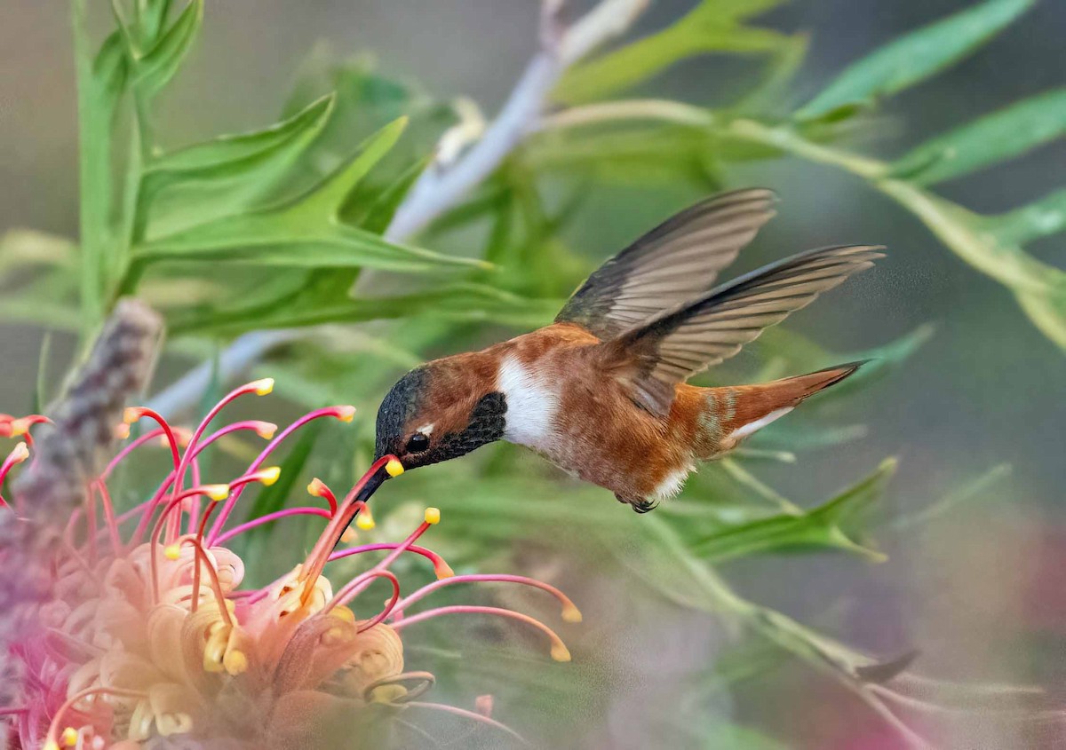 Rufous Hummingbird - ML440704961