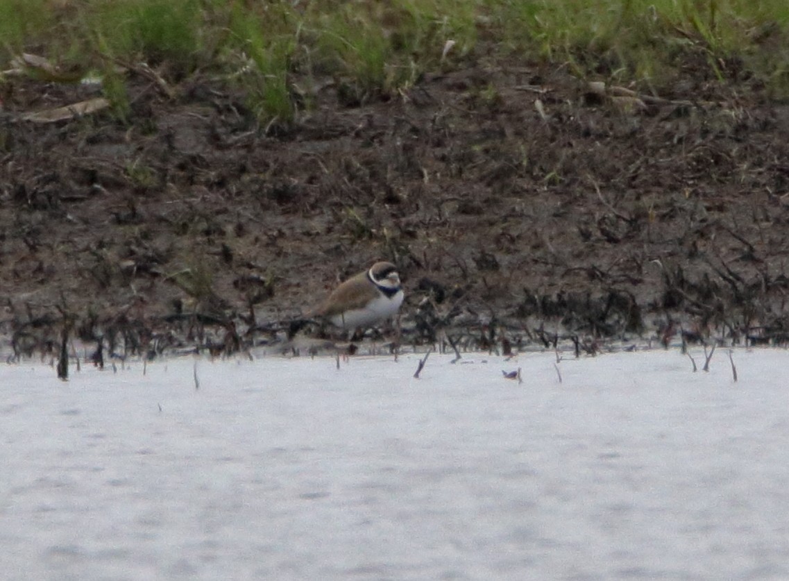 Semipalmated Plover - ML440711451