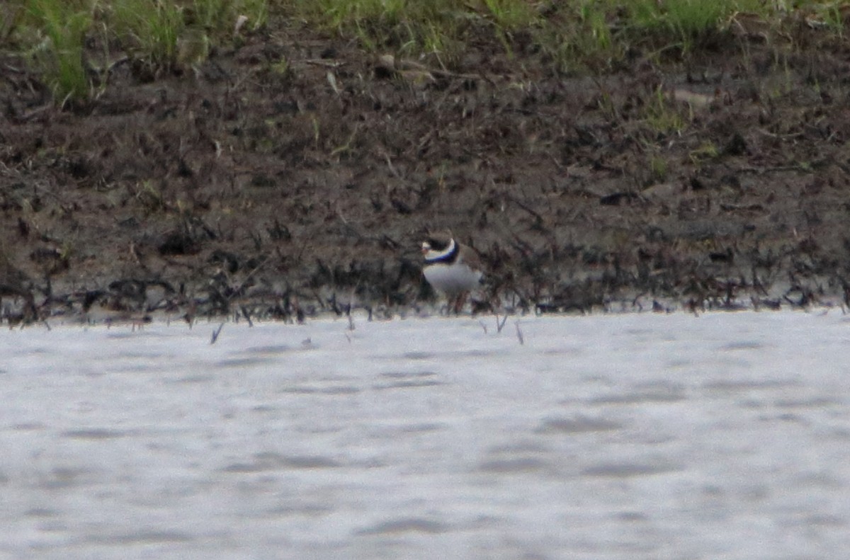 Semipalmated Plover - ML440711481