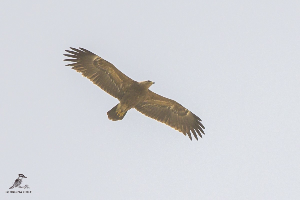 Lesser Spotted Eagle - ML440711941