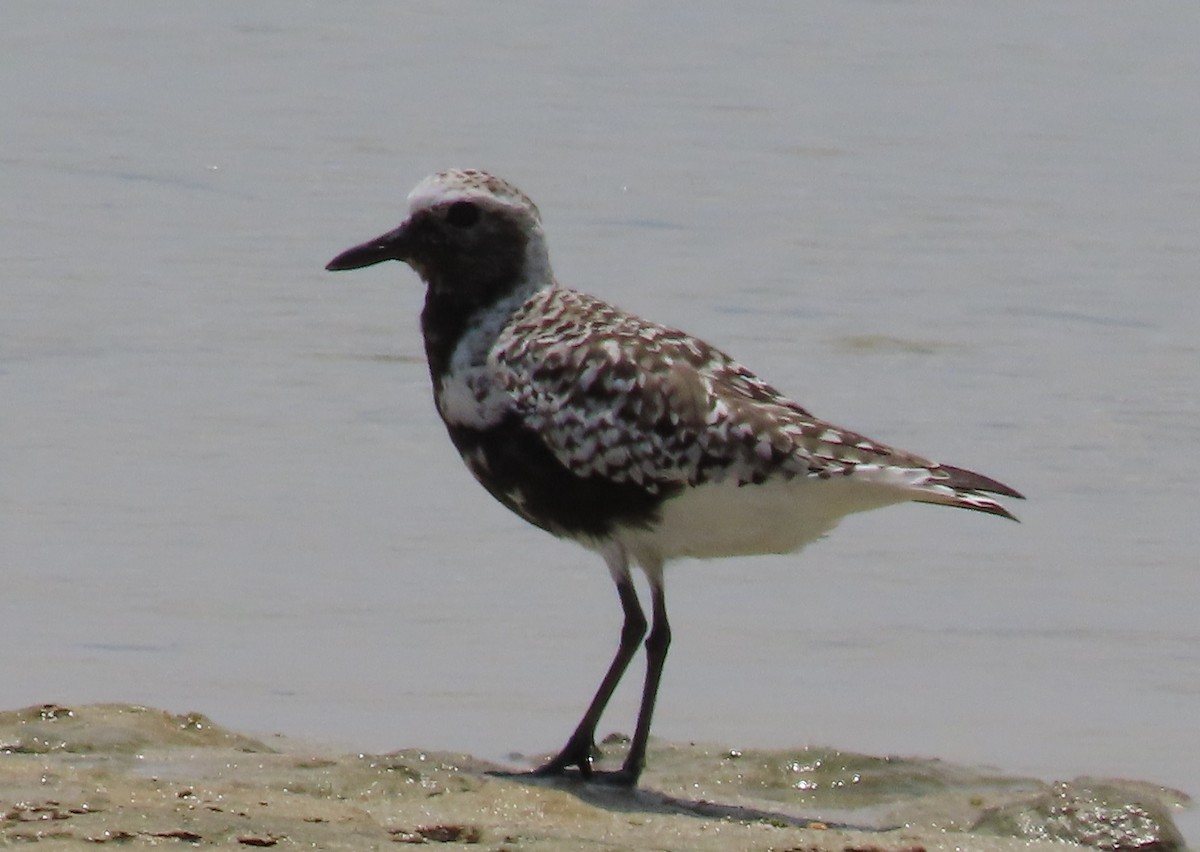 Black-bellied Plover - Alfonso Luengo