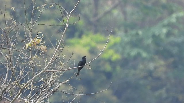 Square-tailed Drongo-Cuckoo - ML440712721