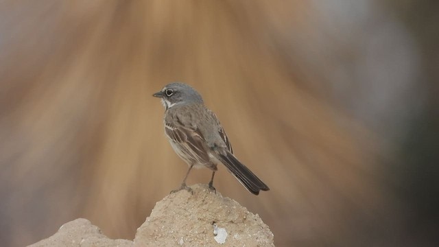 Bell's Sparrow - ML440715451