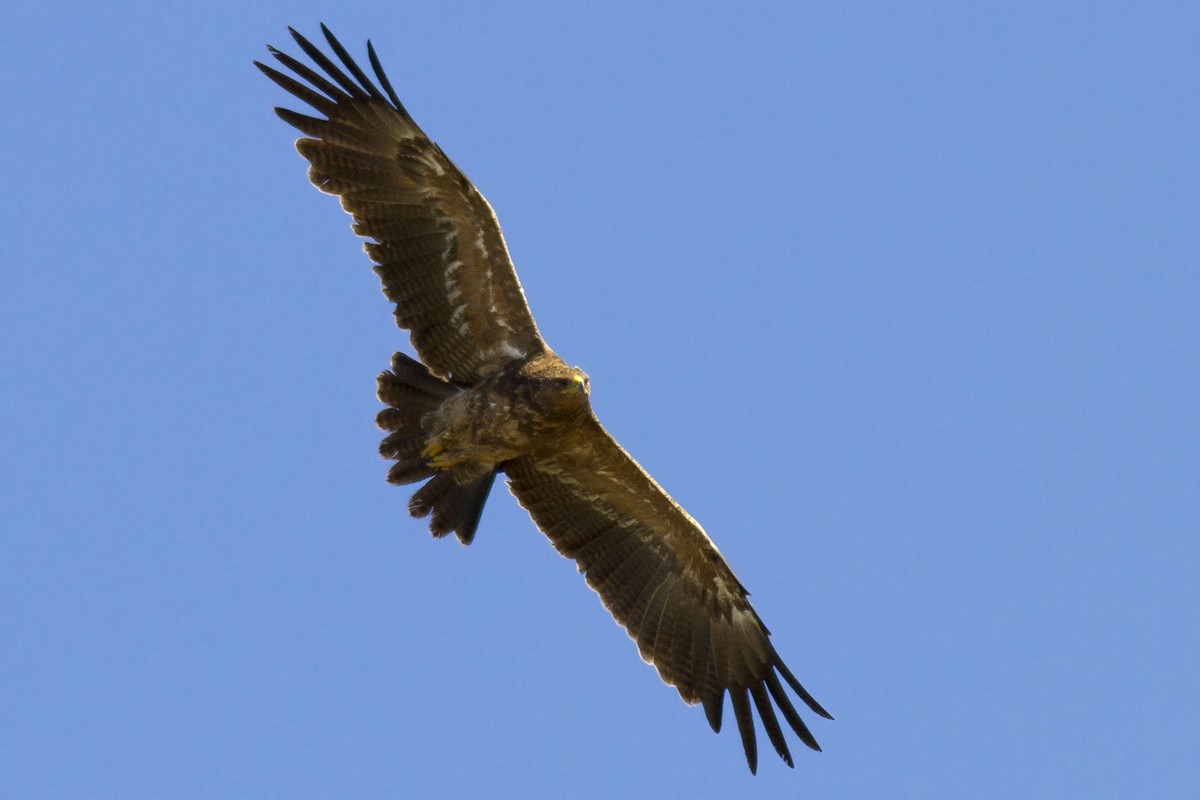 Lesser Spotted Eagle - Javi Elorriaga