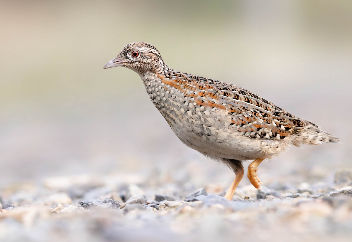 Painted Buttonquail - ML440724511