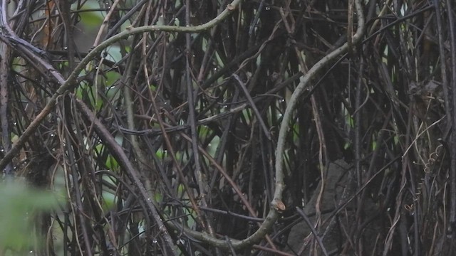 Gray-sided Bush Warbler - ML440724811