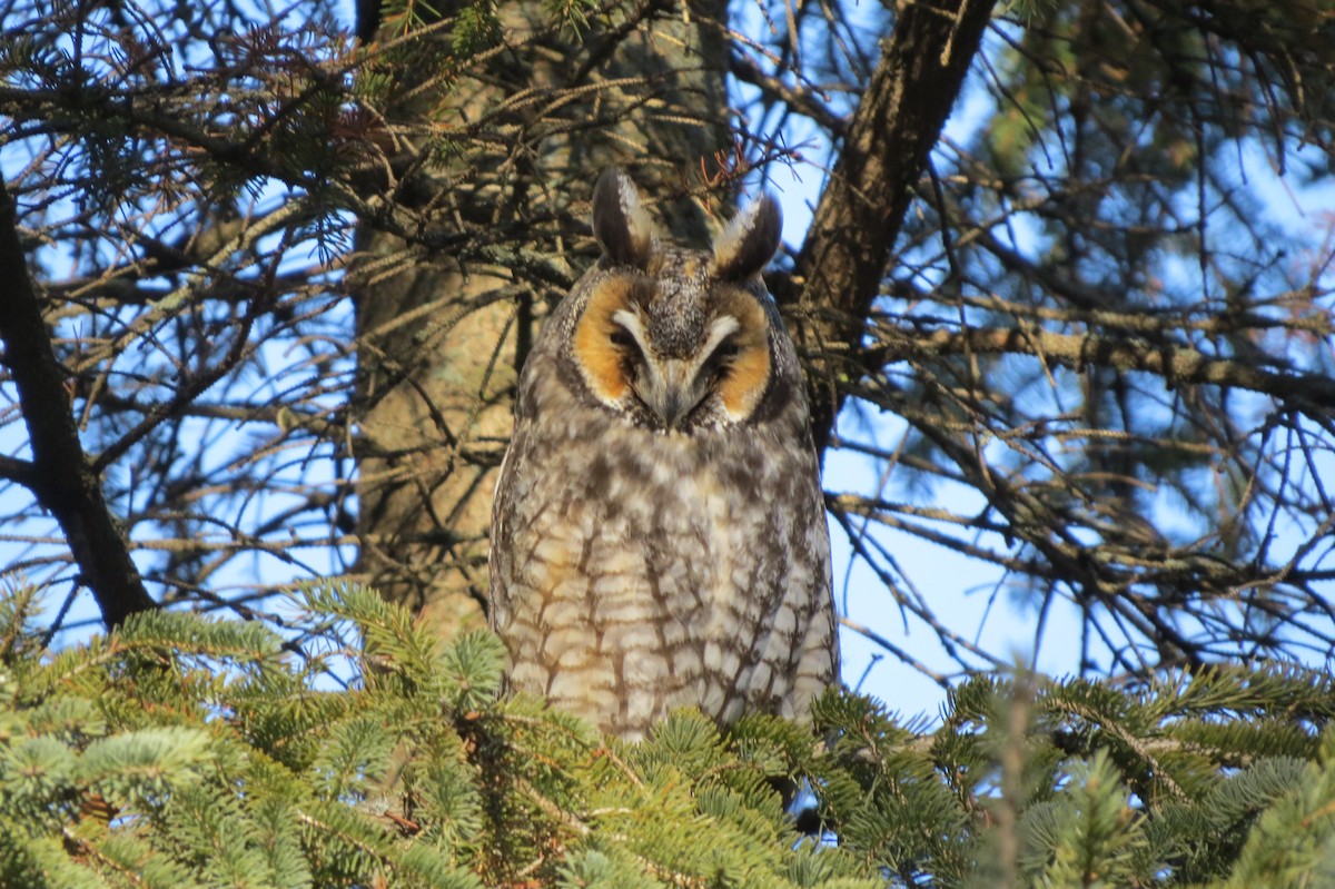 Long-eared Owl - ML44072561