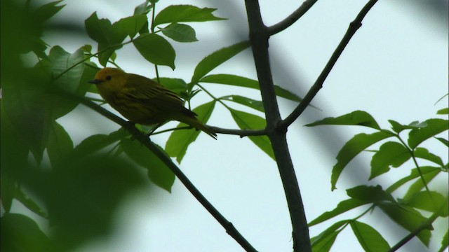 Yellow Warbler (Northern) - ML440726