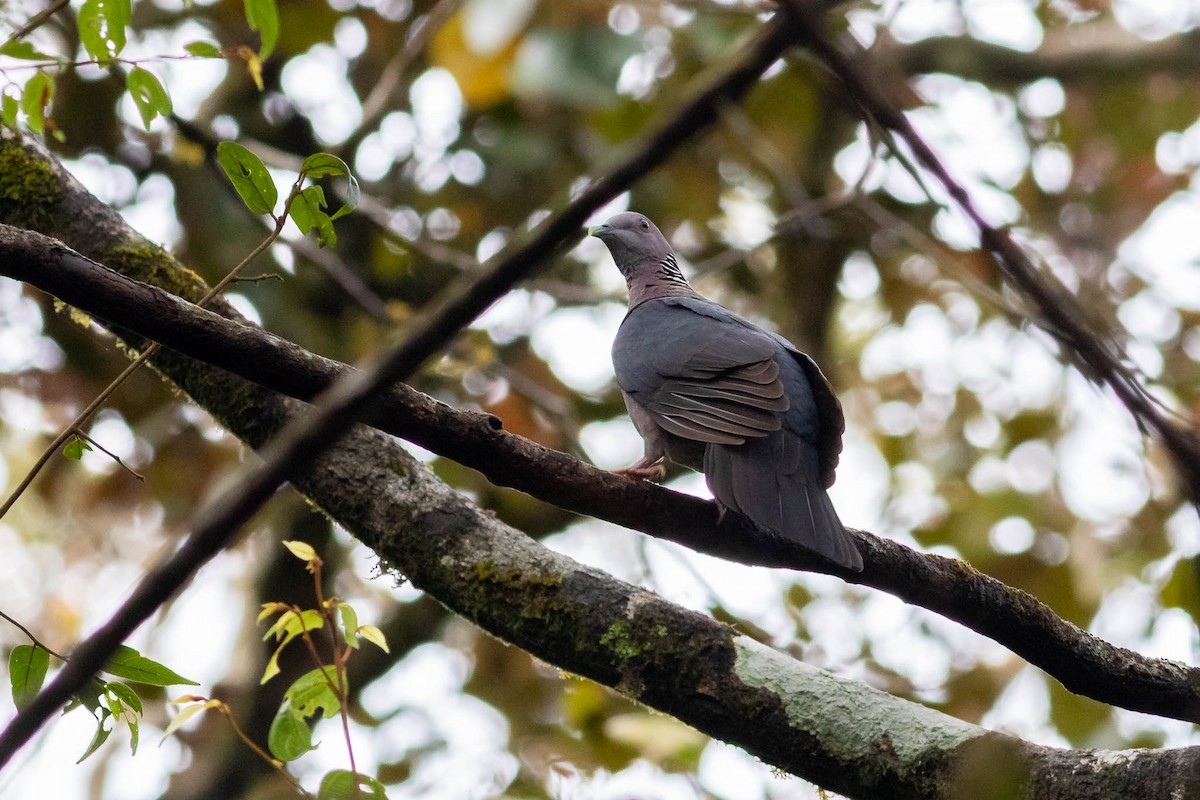 Sri Lanka Wood-Pigeon - Honza Grünwald