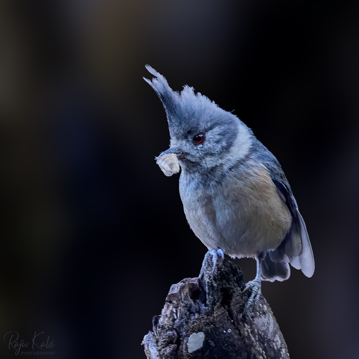 Gray-crested Tit - ML440729411