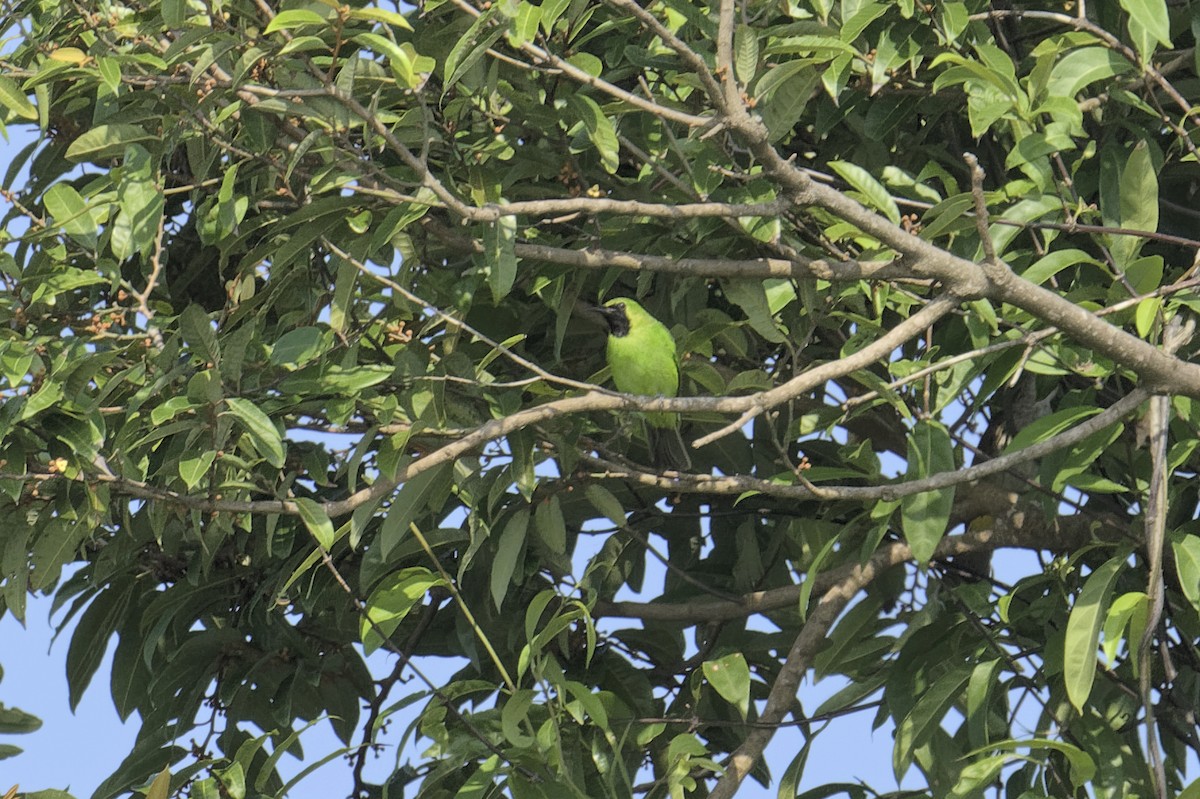 Lesser Green Leafbird - ML440731681