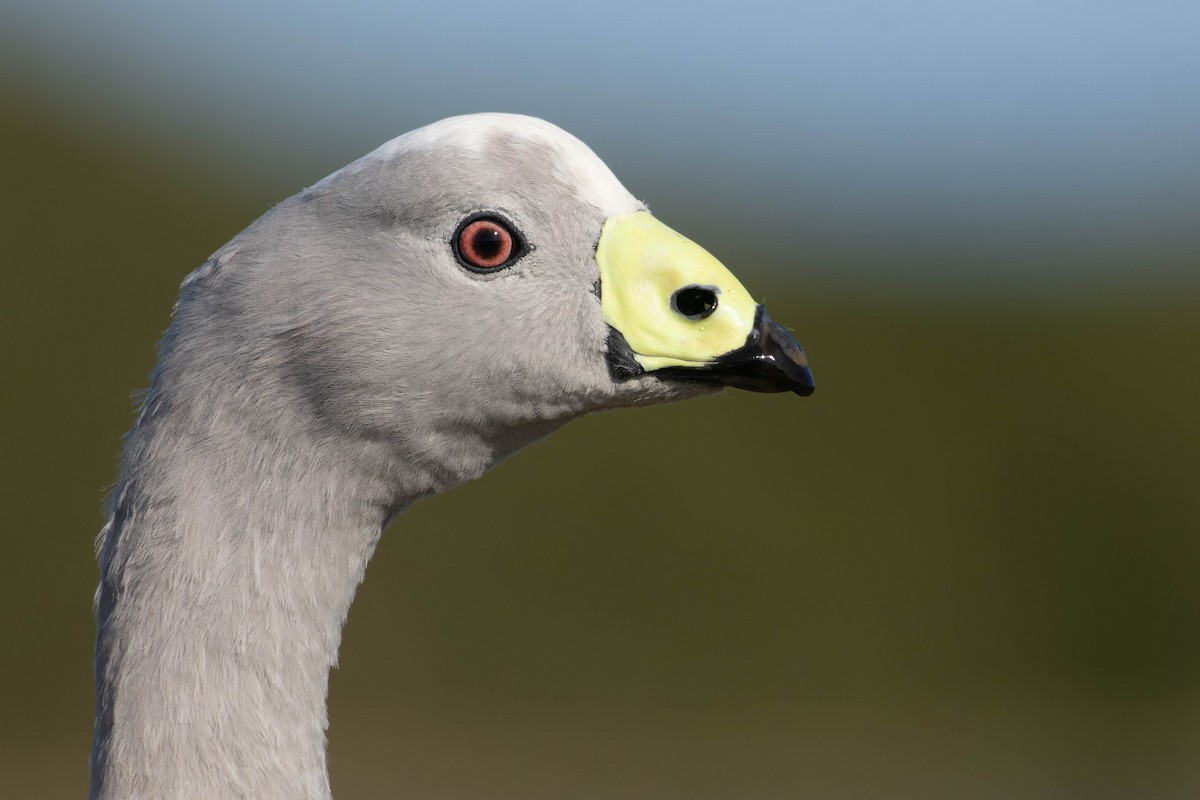 Cape Barren Goose - Zebedee Muller