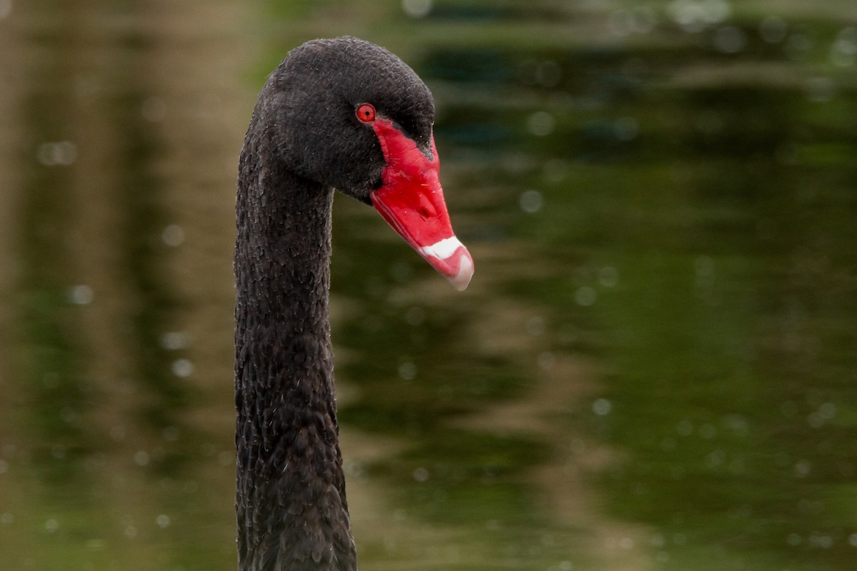 Black Swan - ML440735901