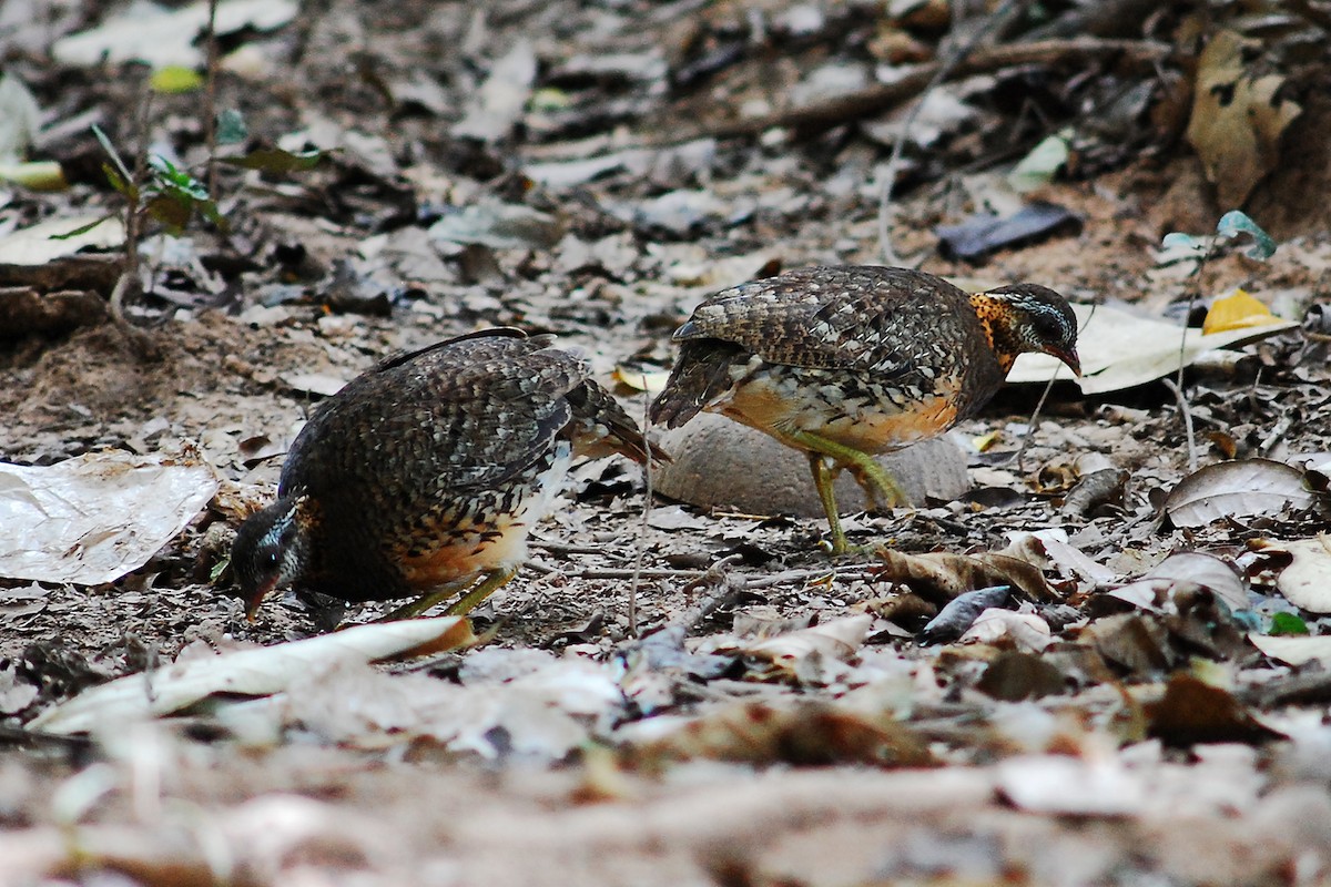 Scaly-breasted Partridge - Supaporn Teamwong