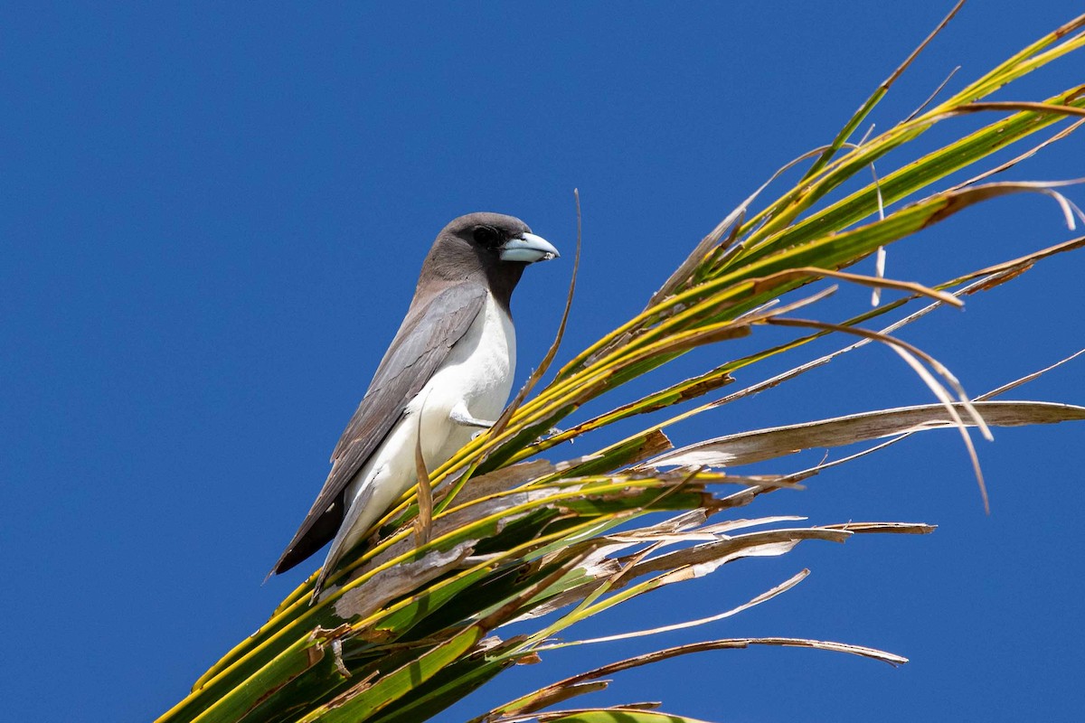 White-breasted Woodswallow - ML440745391