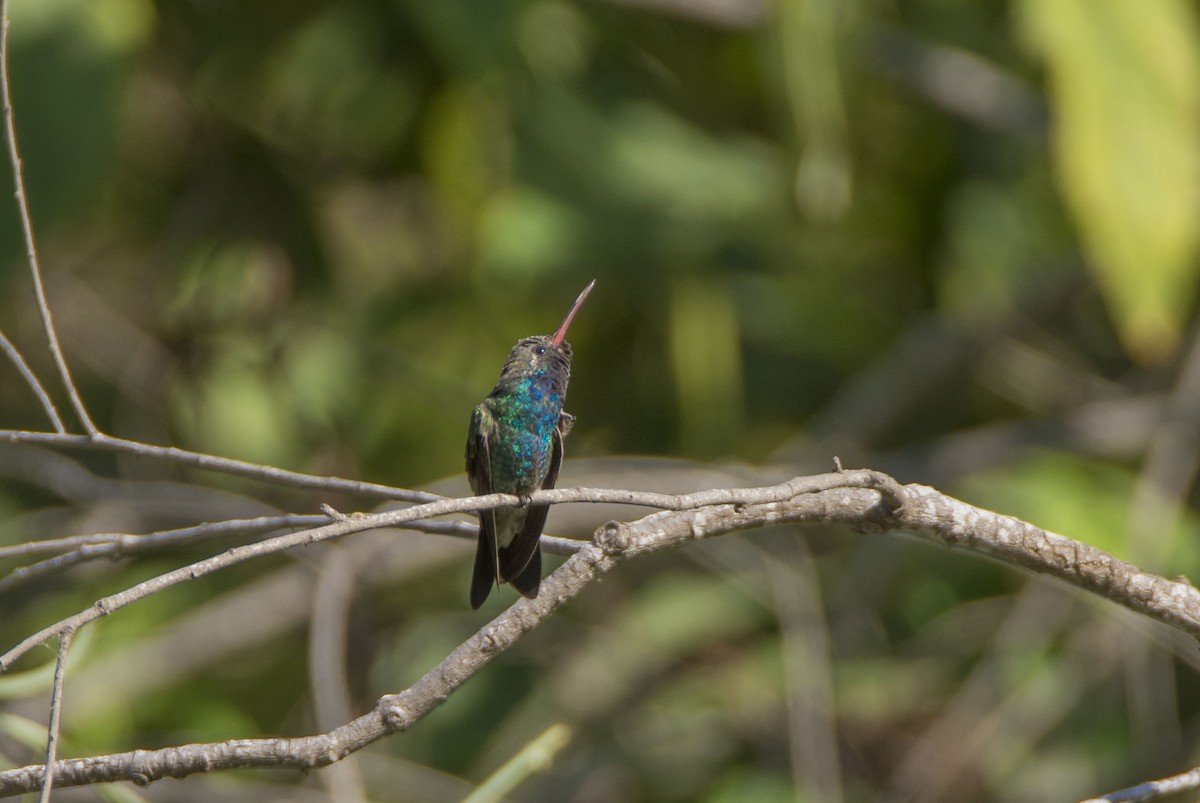 Broad-billed Hummingbird - ML440752871