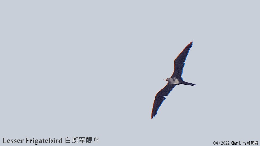Lesser Frigatebird - Lim Ying Hien