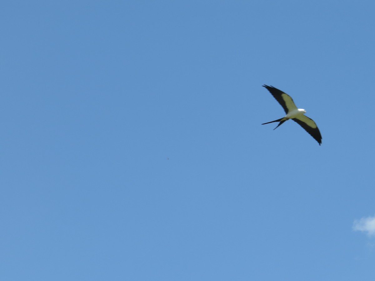 Swallow-tailed Kite - ML440756901