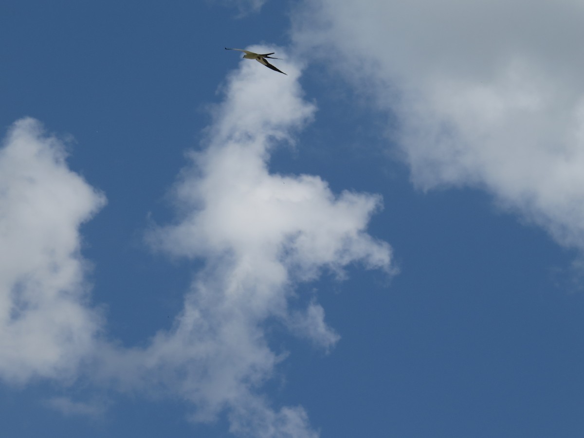 Swallow-tailed Kite - ML440756961