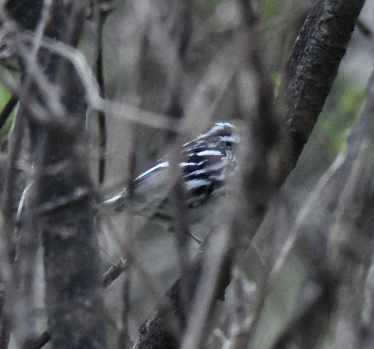 Black-and-white Warbler - ML440756971