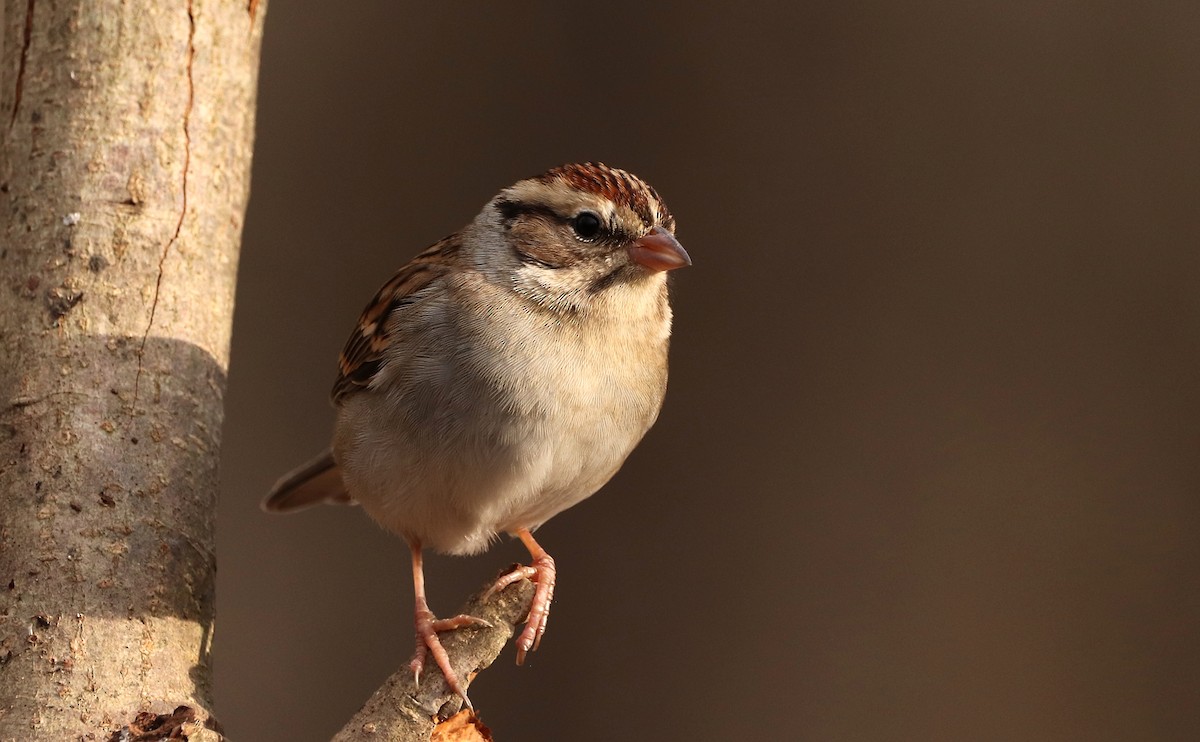 Chipping Sparrow - ML440761561