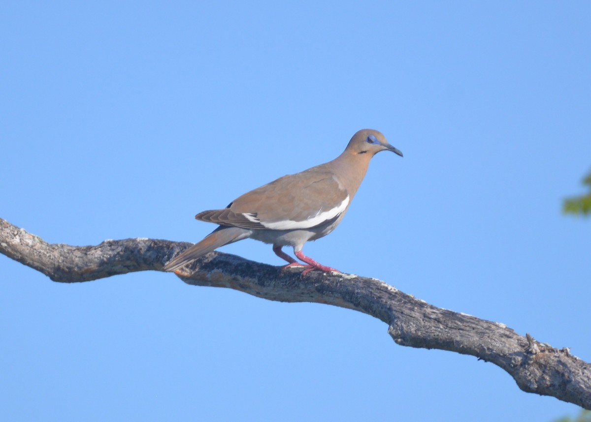 White-winged Dove - Dave Wilson