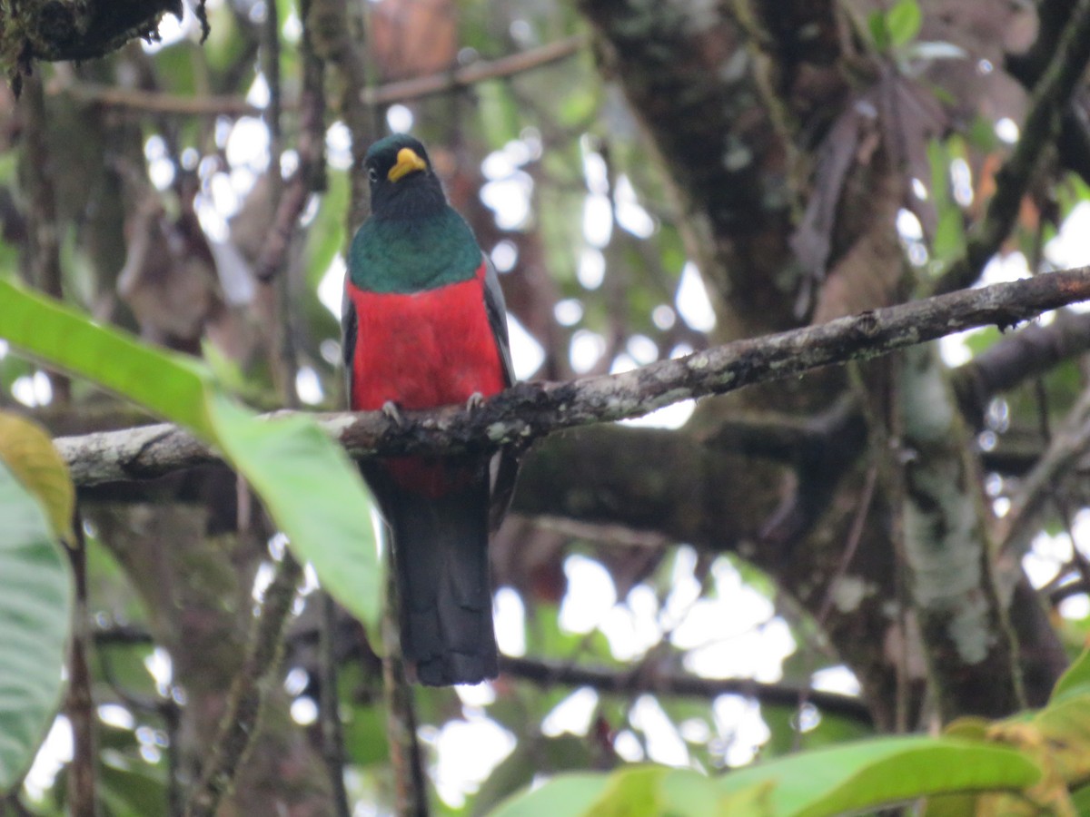 Ebird Checklist Mar Rio Silanche Bird Sanctuary Species