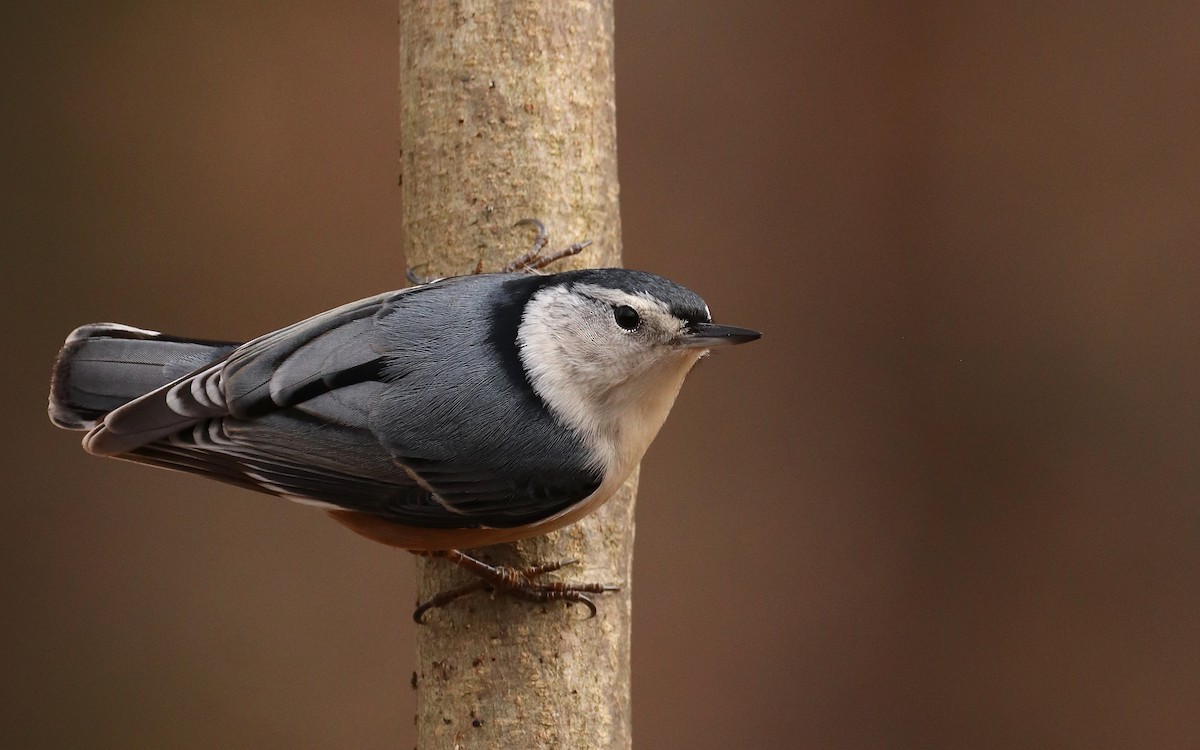 White-breasted Nuthatch (Eastern) - ML440770071