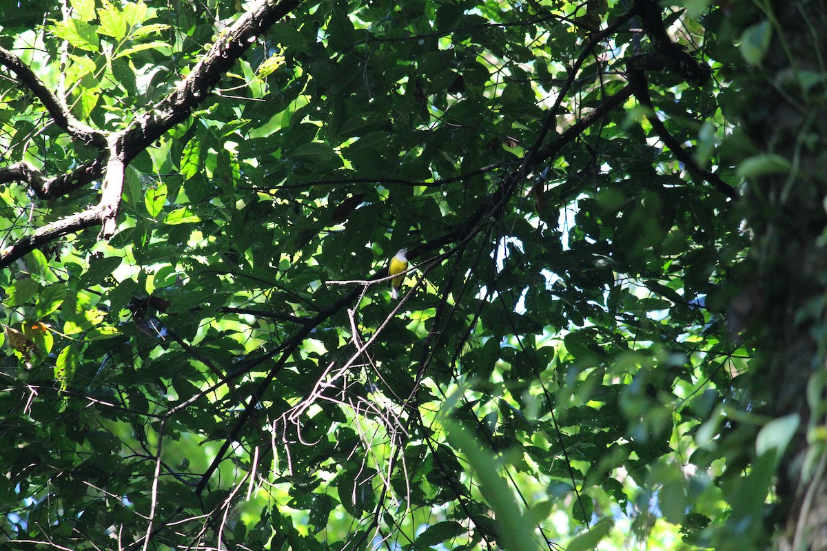 Gray-headed Canary-Flycatcher - Ashwin Viswanathan