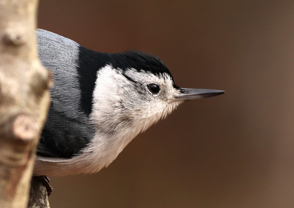 White-breasted Nuthatch (Eastern) - ML440773711