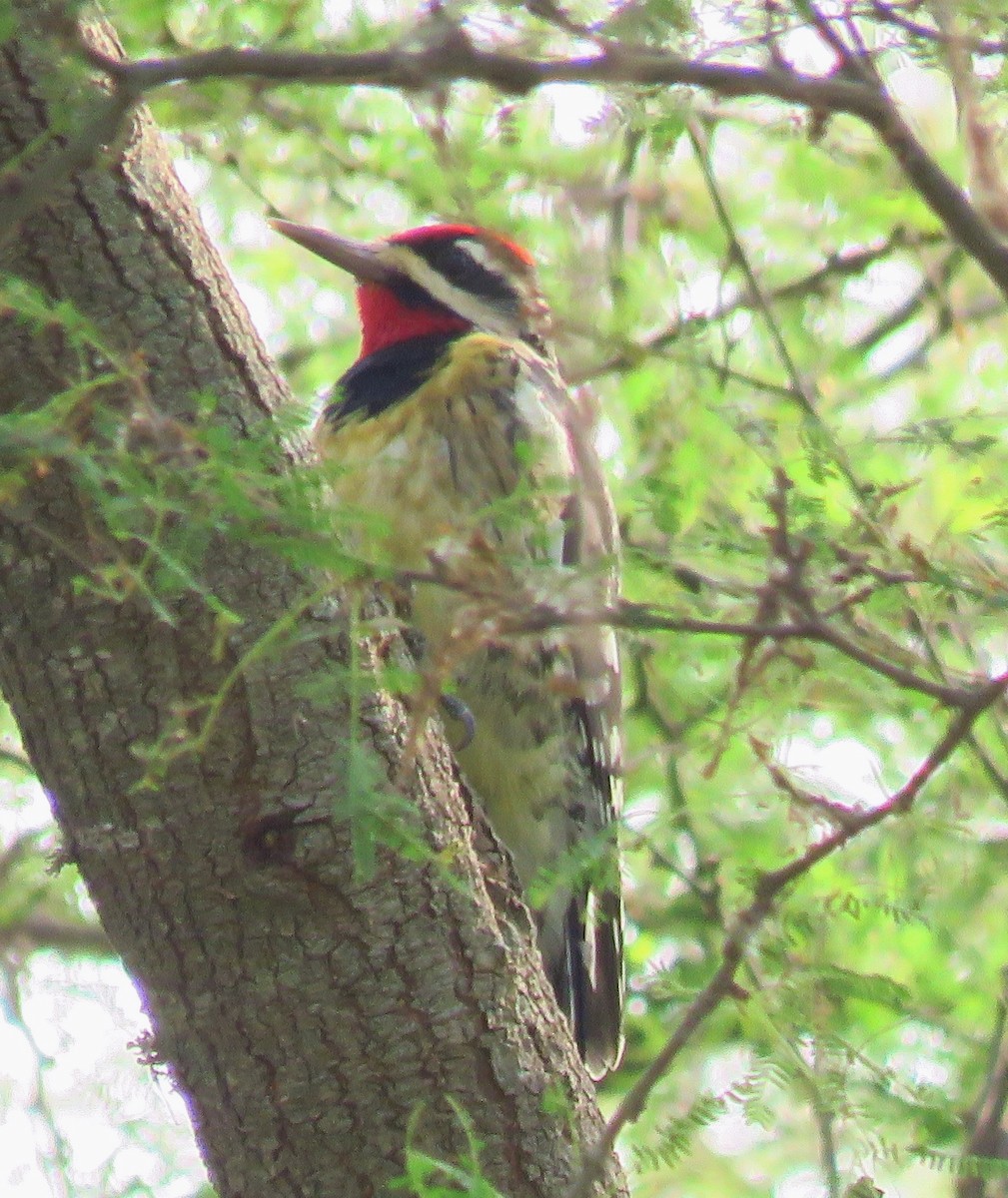 Red-naped Sapsucker - Lorie Carnes