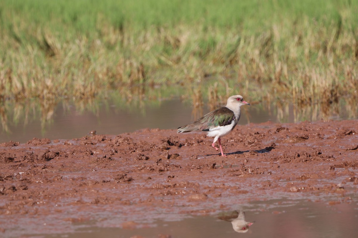 Andean Lapwing - ML440775971