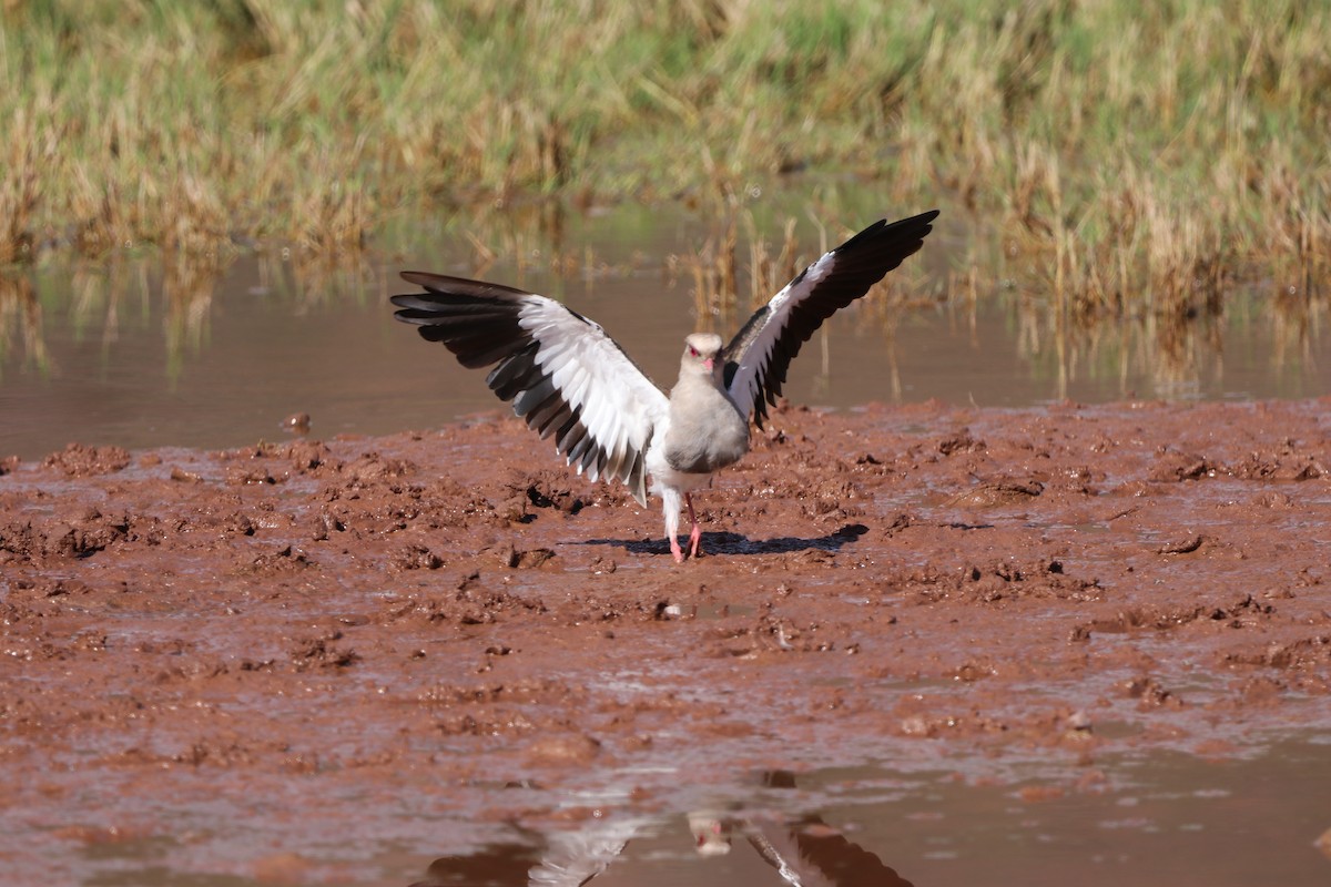Andean Lapwing - ML440775981