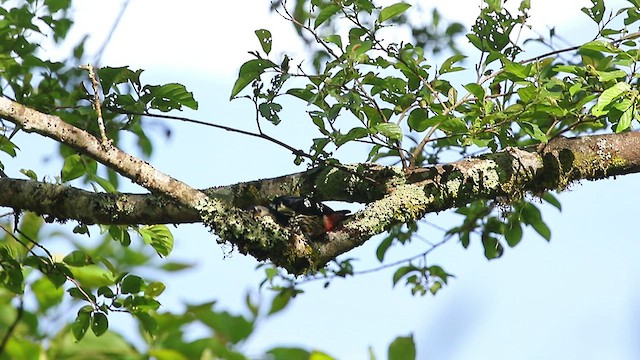 White-backed Woodpecker - ML440776361