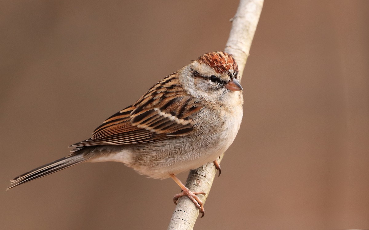 Chipping Sparrow - Will Bennett