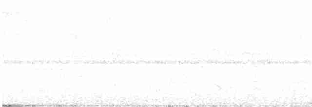 holub bělohrdlý - ML440777531