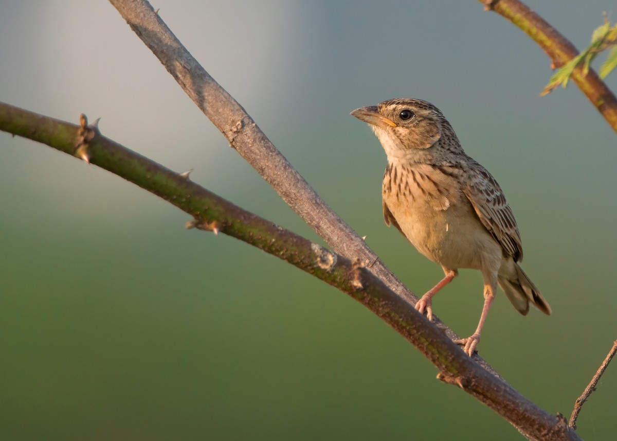 Singing Bushlark (Australasian) - ML440778331