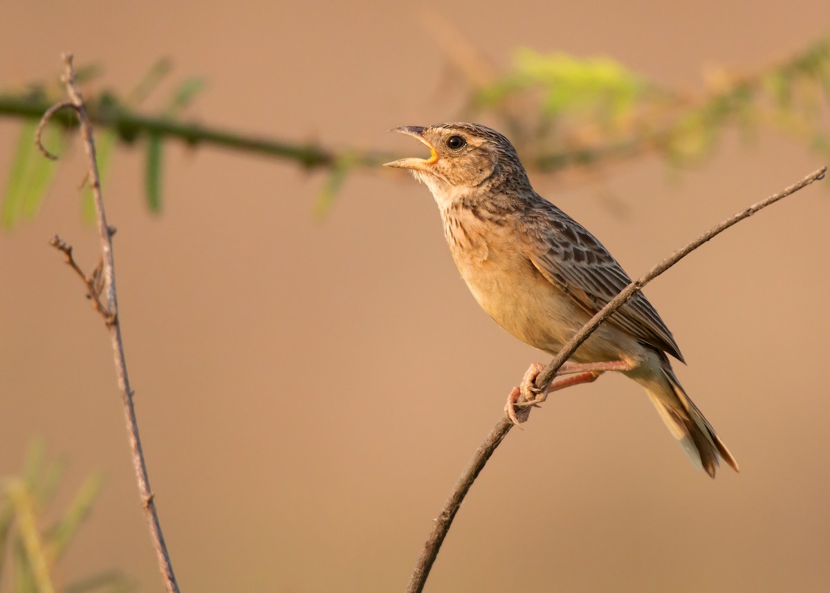 Singing Bushlark (Australasian) - ML440778361