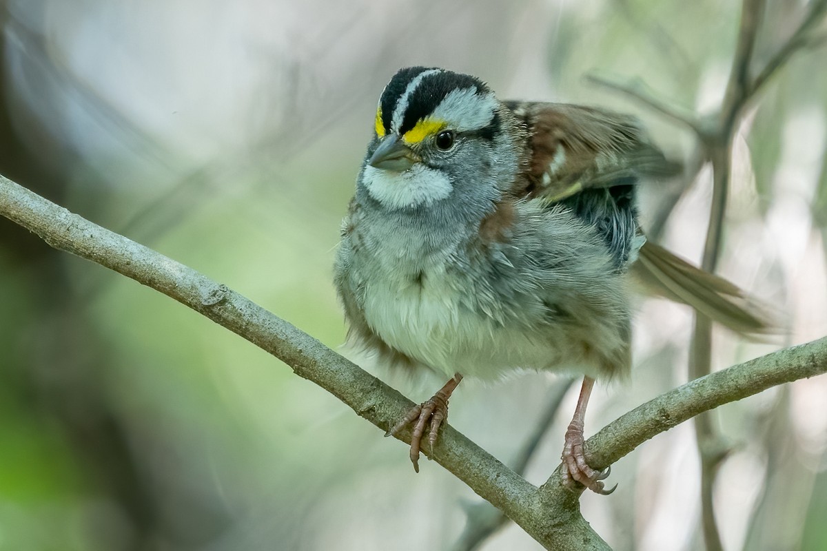 White-throated Sparrow - ML440781401